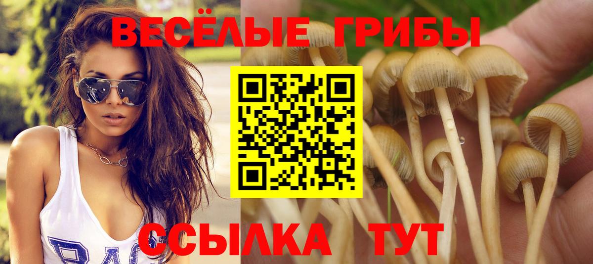 Псилоцибиновые грибы Cubensis  Вход с VPN  как найти   Шарыпово 